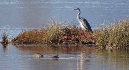 Autumn Birdwatching Spots in Albania