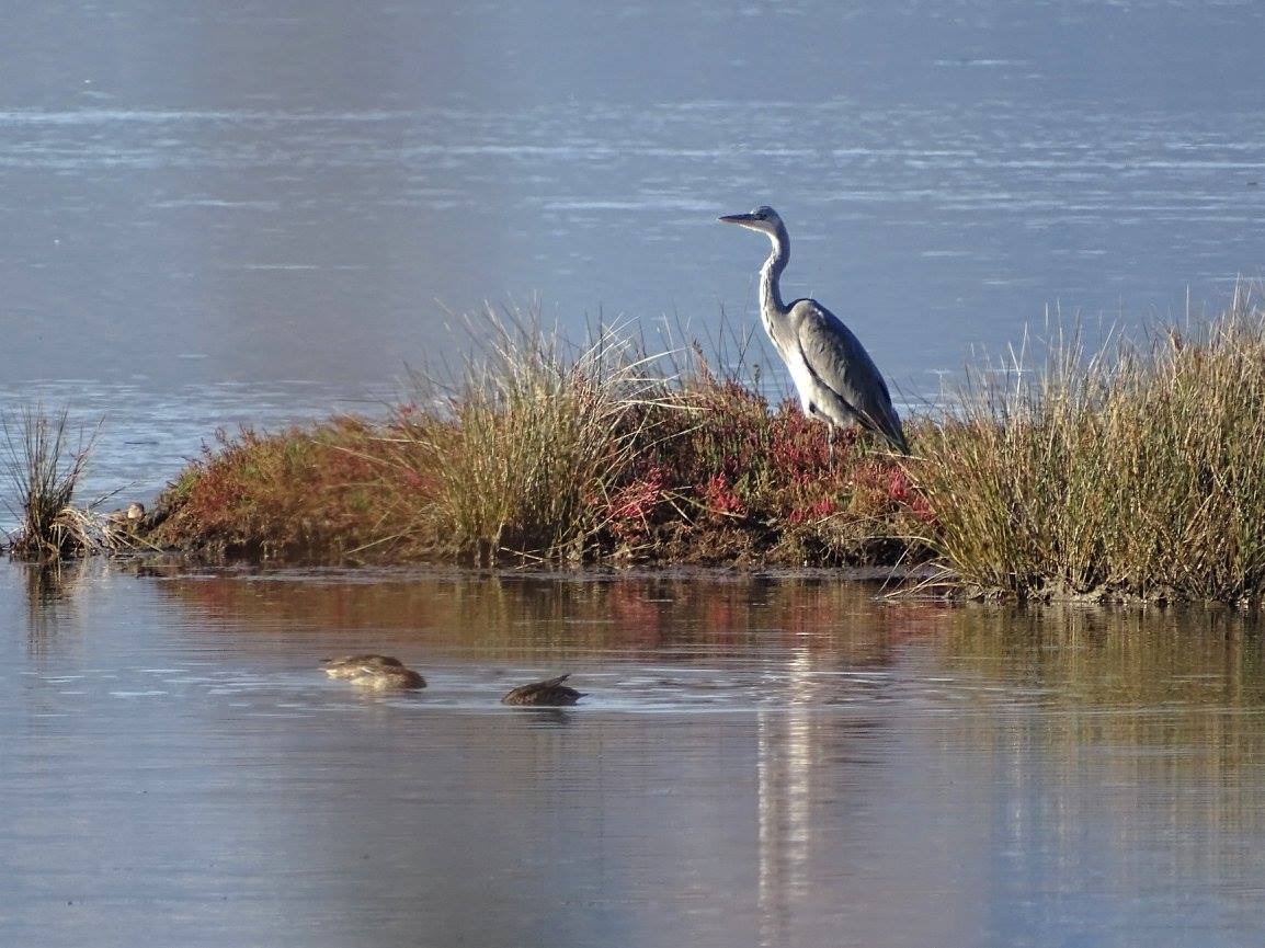 Autumn Birdwatching Spots in Albania